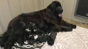 Visit us now to find the right newfoundland for you. Newfoundland Puppies Of Umfleet Farms