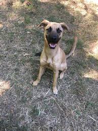 The black mouth cur is gentle and protective around their family and children. Jefferson City Mo Black Mouth Cur Meet Buddy A Pet For Adoption