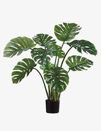 Monstera Deliciosa Benefits Of Indoor Plants Artificial Plants Plants