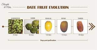 How do you say dates (fruit)? Dates Fruit Home Facebook