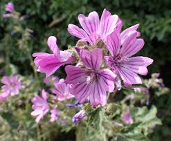 Image result for Malva sylvestris