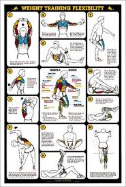 Weight Training Flexibility Stretching Professional Fitness Wall Chart Poster Fitnus Corp