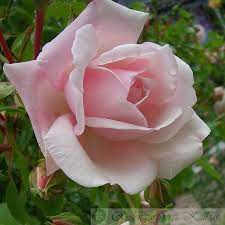 Rosa new dawn ® zart hellrosa und reich gefüllte blüten blüten von juni bis november. New Dawn Kletterrosen