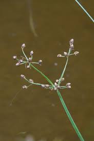 Image result for Fimbristylis madagascariensis