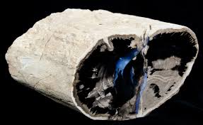 A Beautiful Section Of Agatized Petrified Wood From The Famous Blue Forest Of Wyoming This Area P Petrified Wood Jewelry Petrified Wood Minerals And Gemstones