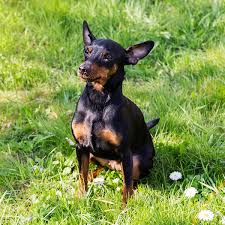 If you're considering adopting a doberman pinscher puppy, make sure you understand this breed's special health considerations. 1 Doberman Puppies For Sale In Miami Fl Uptown Puppies