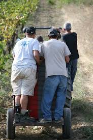 Voilà un visiteur … vous attend depuis une heure. Le Travail Dans Les Vignes Du Gros Nore