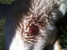 If a wound is treated as a bite (when a bite was not witnessed), it may delay critical treatment of infection, and certain infections can have very serious. Picture Spider Bite Puppy Forum And Dog Forums