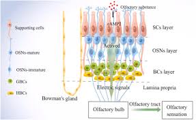 Image result for Drug-Induced Olfactory Dysfunction