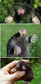 Pin On Animal