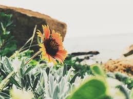 Luz Do Sol Flores E Plantas Foto Gratuita No Pixabay