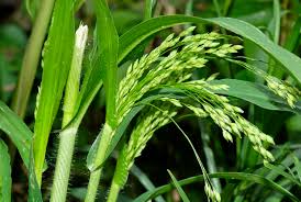 Image result for Panicum miliaceum