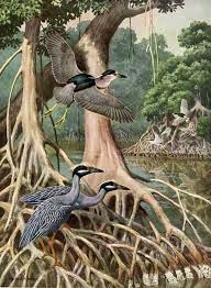 Florida Night Heron Print Otter And Snake Print Walter Weber Etsy Bird Illustration Illustration Scientific Illustration