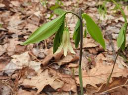 Image result for Clutia sessilifolia