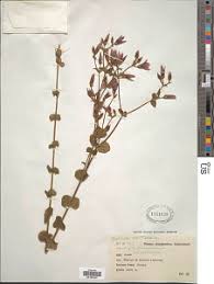 Image result for Chironia laxiflora