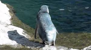 Because it's not too bright. Little Blue Penguin Mp4 Youtube