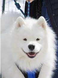 White Magic Samoyeds Purebred Studs Breeders And Puppies In Brookfield Ct Samoyed Dogs Samoyed Puppy Samoyed