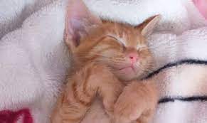 bursa ucretsiz kedi sahiplendirme home facebook