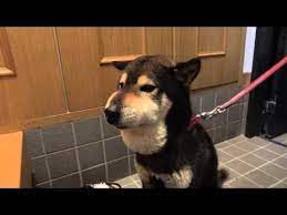 そそられる 柴犬 映像 飼い主にはそんな顔を見せているなんて イザ 柴犬 面白い犬 犬