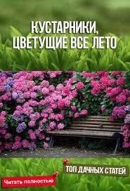 какие цветы посадить на даче чтобы цвели все лето Pin Ot Polzovatelya Mihajlyuta Alla Na Doske Sadovodstvo Kustarniki Cvetushie Kustarniki I Cvetnik Plan
