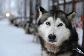 Looks like хаски (husky) doesn't have any contributions. Researchers Find Clues To What Causes Blue Eyes In Siberian Huskies