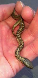 Baby Garter Snake Snake Baby Garter Snake Pet Snake