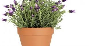 Lavender Container Care Tips On Growing Lavender In Pots Lavender Plant Care Growing Lavender Lavender Plant