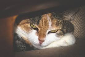 Vivian on july 19, 2019: How To Find A Missing Cat Psychology Today