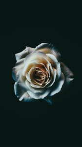 Wallpaper Iphone Rose Wallpaper Black Wallpaper Iphone Flower Wallpaper