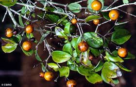 Image result for Strychnos lucens