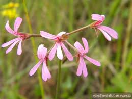 Image result for Pelargonium alchemilloides