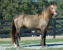 Silver buckskins have gray hairs in their coats. Silver Buckskin Rocky Mountain Horse Horses Horse Coloring Horse Coat Colors