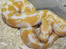 Albino Spinner Ball Python For Sale Python Regius Pythons For Sale Ball Python Python Regius