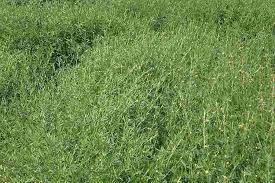 Image result for Stylosanthes guianensis