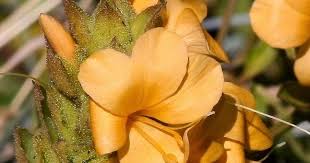 Image result for Barleria crossandriformis