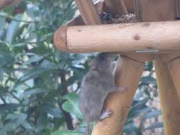 So kann auch im garten einer plage schnell einhalt geboten werden. Ratte Oder Maus Hausgarten Net