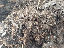 The best soil for cactus shouldn't be moist all the time or root rot will occur and ruin your cactus plant. Here S The Dirt On Dirt Rainbow Gardens