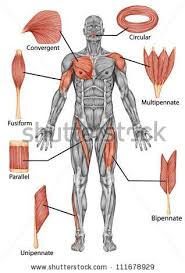 Muscles Attached To Bone Via Tendons Ligaments Are Around Joints And Are Weakest Substance Musculos Do Corpo Humano Anatomia Sistema Muscular