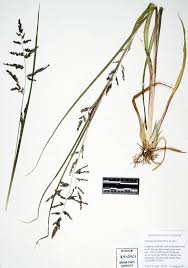 Image result for Eragrostis caespitosa
