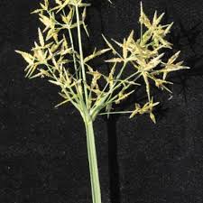Image result for Cyperus denudatus