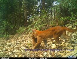 Harganya 300rb (belum termasuk ongkos kirim) bisa kirim kemana. Jual Kucing Hutan Asman Hanya Dihukum Sit Up Dan Push Up Leuser Conservation Partnership
