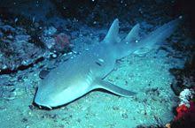 nurse shark wikipedia