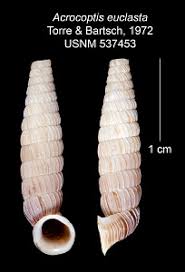 Image result for Euclasta