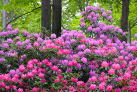Rhododendrons Are Prized For Their Glossy Green Foliage And Showy Clusters Of Blooms In 2020 Flowering Shrubs Rhododendron Evergreen Plants