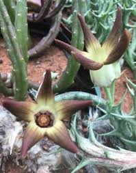 Image result for Orbea umbracula