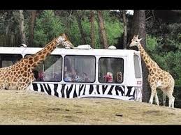 7 officiële safaripark beekse bergen kortingscodes & kortingen op solden.be. Safaripark Beekse Bergen Youtube