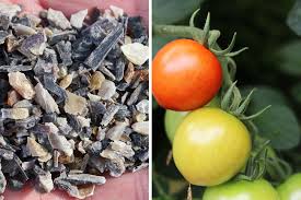 Draußen nicht bei sonnenschein düngen der tomatendünger ist in verschiedenen formen erhältlich, beispielsweise als flüssigdünger, stäbchen oder pulver. Tomaten Dungen Wie Oft Empfehlungen Fur Tomatendunger Tomaten De