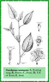 Image result for Corchorus aestuans