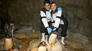 Release date installing penguin cctv for all to enjoy — bbc inside science, zika, penguins, erratum, fossil fish. Ocean Park Penguin Encounter