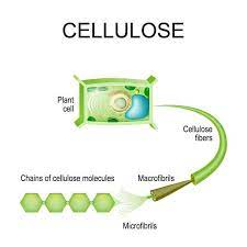It is the major component of plant cell walls and comprises over half of the carbon found in plants. Examples Of Carbohydrates Biology Dictionary